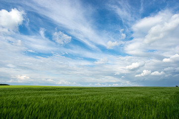 Summer landscape, wheat field on a summer day