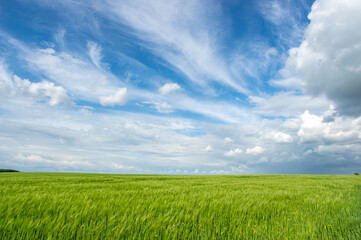 Summer landscape, wheat field on a summer day