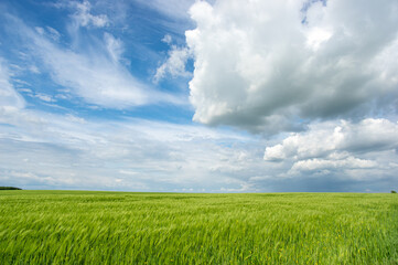Summer landscape, wheat field on a summer day