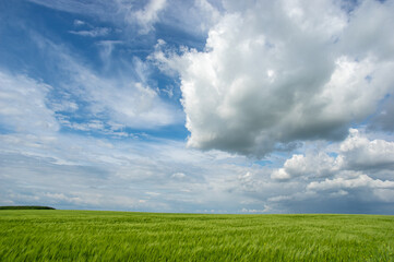 Summer landscape, wheat field on a summer day