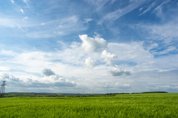 Summer landscape, wheat field on a summer day