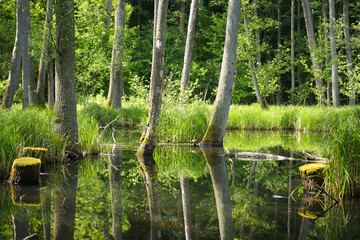 The nature reserve briese swamp (Briesetal) in federal state Brandenburg - Germany