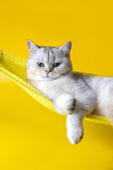 Adorable white cat on yellow fabric hammock isolated on yellow background © Natasha 