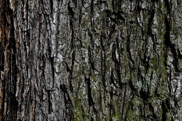 Naklejka premium Bark of a tree with green moss