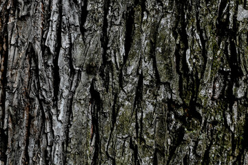 Bark of a tree with green moss