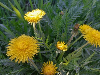 dandelions in the grass