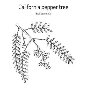 California Pepper Tree, Or Peruvian Peppertree Schinus Molle