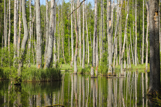 The nature reserve briese swamp (Briesetal) in federal state Brandenburg - Germany