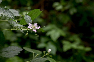 White flower with green buds