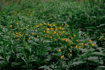 Small yellow flowers in the garden