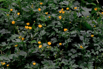 Yellow flowers in the forest