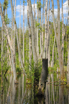 The nature reserve briese swamp (Briesetal) in federal state Brandenburg - Germany