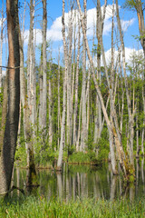 The nature reserve briese swamp (Briesetal) in federal state Brandenburg - Germany