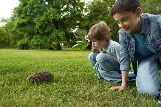 Two brother boys looking at wild hedgehog on the grass. High quality photo