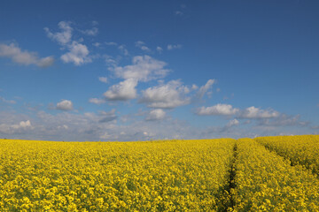 Obraz premium Rapsfeld mit blauem Himmel und weißen Wolken