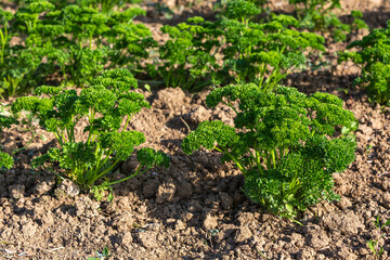 fresh parsley growing in the garden