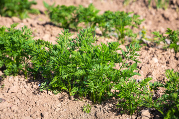 young carrot plants in the garden