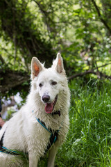 Chien berger suisse mouillé sortant de la rivière en en Normandie