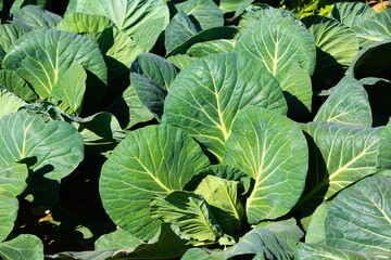 fresh green leafs of cabbage