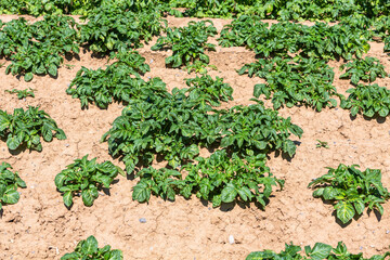 Fototapeta na wymiar young potato plants in the soil