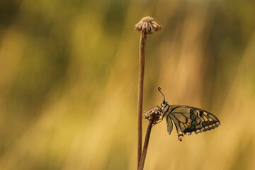 una farfalla macaone su un soffione secco