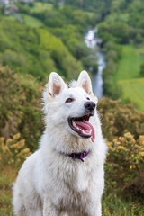 Chien berger suisse s’amusant dans un champ en Normandie