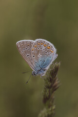 blue brown butterfly orange black spots darkgreen background