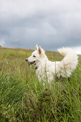 Chien berger suisse s’amusant dans un champ en Normandie