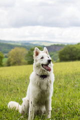 Chien berger suisse s’amusant dans un champ en Normandie