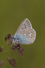 common blue butterfly detail picture green background grass