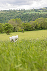 Chien berger suisse s’amusant dans un champ en Normandie