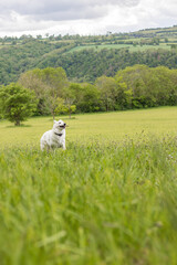 Chien berger suisse s’amusant dans un champ en Normandie