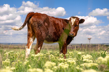 Baby cow grazing on a field with green grass and blue sky, little brown calf looking at the camera, cattle on a country side, sunny summer or spring