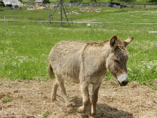 Naklejka na ściany i meble Donkey Germany