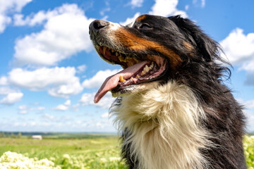 Fototapeta premium Bernese mountain dog sitting on a green grass, tongue out, blue sky, clouds, summer background, copy space