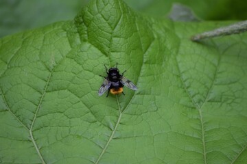 Bumblebee forest hover fly