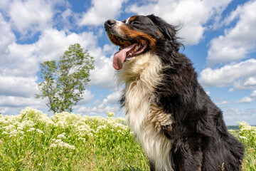 Bernese mountain dog sitting on a green grass, tongue out, blue sky, clouds, summer background, copy space