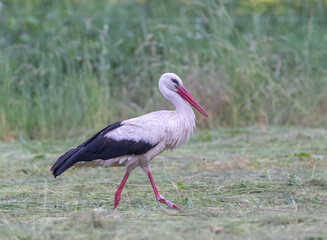 White stork portait in meadow