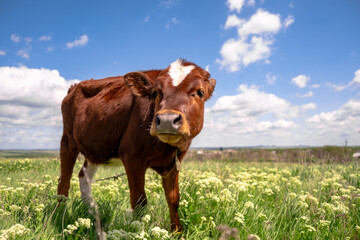 Baby cow grazing on a field with green grass and blue sky, little brown calf looking at the camera, cattle on a country side, sunny summer or spring