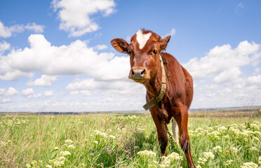 Baby cow grazing on a field with green grass and blue sky, little brown calf looking at the camera, cattle on a country side, sunny summer or spring