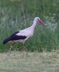 white stork moving in fields