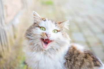 beautiful cute cat taking sun bath at street of old town