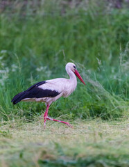 white stork foraging in green grass