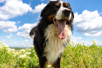 Bernese mountain dog sitting on a green grass, tongue out, blue sky, clouds, summer background,...