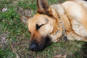 The German Shepherd is lying on the ground. The dog is basking in the spring sun. Close-up photo of the dog.