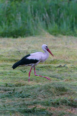 Obraz na płótnie Canvas white stork looking for food in fresh cut green yellow meadow