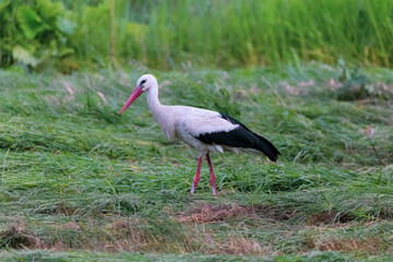 huge white stork posing in green grassland