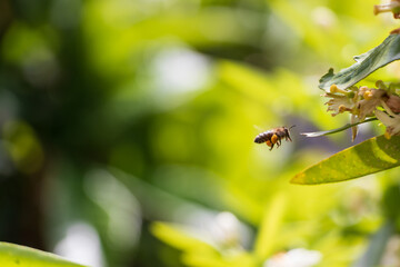 花粉を集めながら飛び回るミツバチ