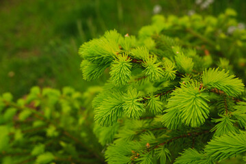 Spring landscape in shades of green. Young branches of a coniferous tree. Brightly green needles of spruce. Fir. Selective focus. Nature concept for design with place for your text