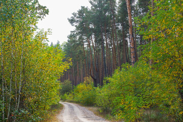 Autumn pine forest. The forest dirt road is illuminated by the rays of the sun making its way through the trees.
